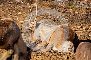 Closeup of a rundeer laying on the gound in the sun photo