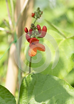 Closeup of runner bean flower