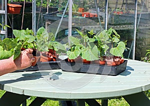 Closeup of runner beans or pole bean plants in pots.