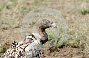 Closeup of Ruppell's Griffon Vulture