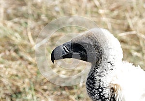 A closeup of Ruppell's Griffon Vulture