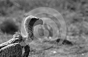 Closeup of Ruppells Griffon Vulture