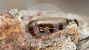 Rushia parreyssii on pine bark