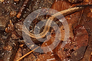 Closeup of the Russian Siberian salamander, salamandrella keyserlingii sitting on the forest floor