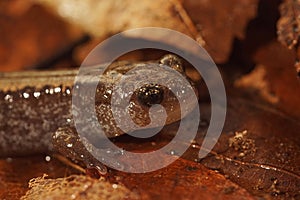 Closeup of the Russian Siberian salamander, salamandrella keyserlingii sitting on the forest floor photo