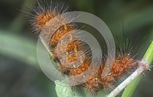 Closeup with the rust-colored fuzzy caterpillar moth