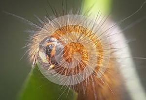 Closeup with the rust-colored fuzzy caterpillar moth