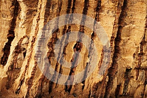 Closeup: rustic cork bark. Wooden relief.