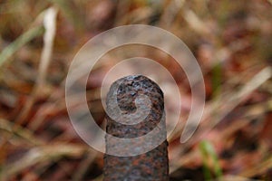 Closeup of a rusty steel pipe captured against foliage