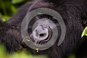 Closeup Rwanda Gorilla eating