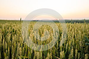 Closeup of the rye plants ear or pods in sunset background. Unripe green rye plants growing in large farm field