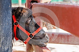 Closeup of sad eye of miniature horse or pony looking like showing very unhappy about loneliness