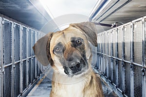 Closeup Sad Homeless Dog in Animal Shelter