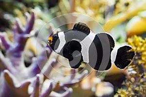 Closeup of a saddleback clownfish that is swimming in the water, a tropical fish from the indo pacific ocean