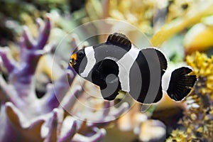 Closeup of a saddleback clownfish that is swimming in the water, a tropical fish from the indo pacific ocean photo