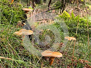Closeup of saffron milk cap mushrooms (Lactarius deliciosus) growing in green grass