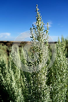 Closeup of a Sagebrush Flower photo