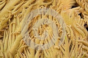 Closeup of a Sago Palm bloom (Cycas revoluta) (female), La Brea Tar Pits, at the Los Angeles, California.