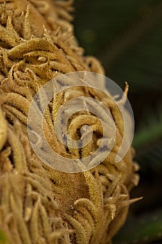 Closeup of a Sago Palm bloom (Cycas revoluta) (female), at the La Brea Tar Pits, Los Angeles, California.