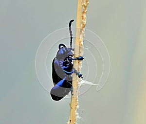 Closeup of Sagra femorata, a dark metallic blue frog-legged beetle on a plant stem. photo