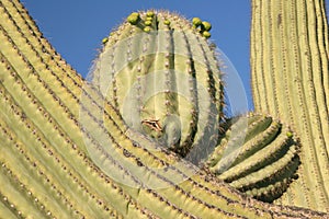 Closeup of Saguaro cacti