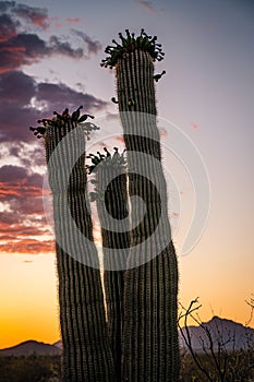 Closeup of saguaro cactus under sunset sky