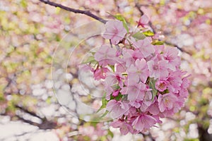 Closeup sakura blooming