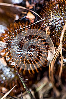 Closeup of salacca zalacca