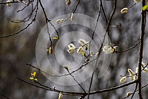 Closeup of Salix caprea & x28;Pussy Willow& x29;