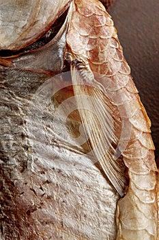Closeup of air-dried roach with silvery skin, scales, pectoral fin and gill slit