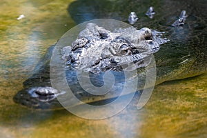 Closeup of a saltwater crocodile in the water. Crocodylus porosus.