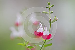 Closeup of Salvia microphylla or Cherry sage or Baby sage or Grahams sage