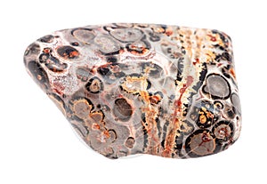 tumbled Leopard skin jasper gemstone isolated photo