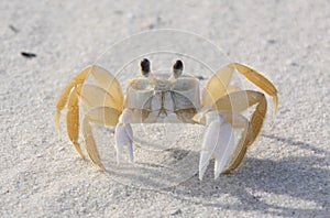Closeup of a sand crab on a beach