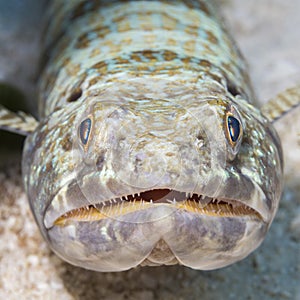 Closeup of a Sand Diver waiting to ambush its prey - Cozumel