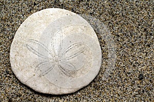 Closeup of a Sand Dollar at the beach
