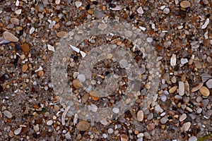 Closeup Sand Texture Background with Fine Grains and Sea Shells