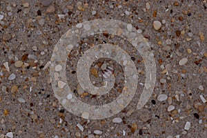 Closeup Sand Texture Background with Fine Grains and Sea Shells