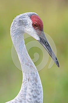 A closeup of a sandhill crane