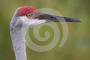 A closeup of a sandhill crane
