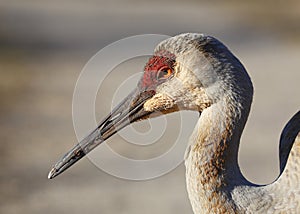 Closeup of a Sandhill Crane - Michigan