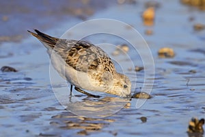 Sandpiper Foraging On The Beach, Closeup photo