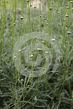 Santolina rosmarinifolia witl light yellow flowers