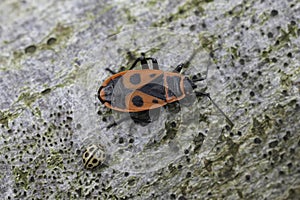 Closeup on a sap sucking bug red fire or linden bug, Pyrrhocoris apterus sitting on wood