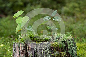 Closeup of saplings, moss and lichen on top of a stump of a tree
