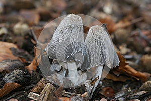 Closeup on a Saprobic mushroom, Coprinus lagopus on the forest floor