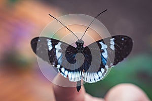 Closeup of a Sara longwing on a person& x27;s finger in a field with a blurry background