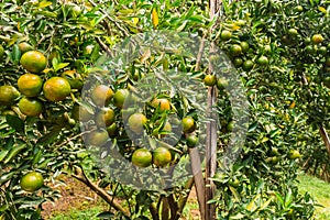 Closeup of satsumas Bang Mot tangerine ripening on tree