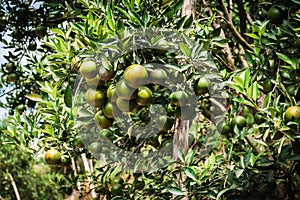 Closeup of satsumas Bang Mot tangerine ripening on tree