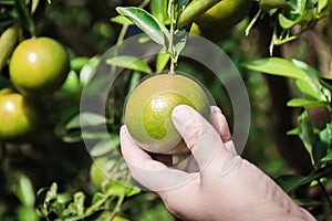 Closeup of satsumas Bang Mot tangerine ripening on tree